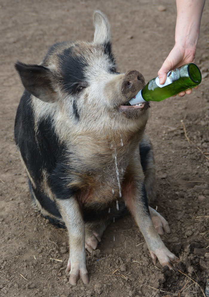 http://pubinthepaddocktas.com.au/wp-content/uploads/2016/05/Beer-Pig-1.jpg